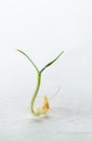 Macro of sprouted tomato seed