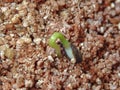 Macro of sprouting pine with seed coat adhering to needles on vermiculite background
