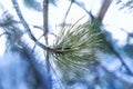 Macro spruce branch with snowflakes on it, magical winter wallpaper