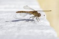 Macro stacking close up of a golden orange dragonfly resting on a white painted brick wall Royalty Free Stock Photo