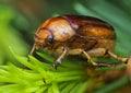 European june beetle Amphimallon solstitiale