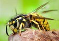 European wasp Vespula germanica