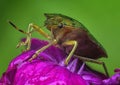 The green shield bug Palomena prasina Royalty Free Stock Photo