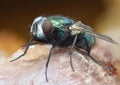 Common green bottle fly Phaenicia sericata Royalty Free Stock Photo