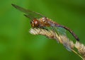 Vagrant darter Sympetrum vulgatum Royalty Free Stock Photo