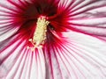 Macro of stamen of hibiscus plant Royalty Free Stock Photo