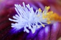 Macro stamens of a flower, irises