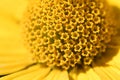 Macro of stamens of heliopsis flower on the blurred background of its yellow petals. Detail and structure