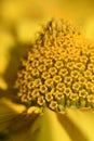 Macro of stamens of heliopsis flower on the blurred background of its yellow petals. Detail and structure. Vertical