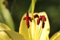 Macro stamens and pistils lily