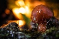 Macro still life: a small mushroom grows among the moss in the forest Royalty Free Stock Photo