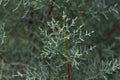 Macro stock photography of the branch Cupressus arizonica. Conifer needles