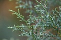 Macro stock photography of the branch Cupressus arizonica. Conifer needles