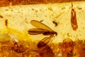 Macro stone mineral amber with insects, flies and beetles on a white background close up Royalty Free Stock Photo