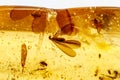 Macro stone mineral amber with insects, flies and beetles on a white background close up Royalty Free Stock Photo