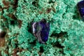 Macro stone mineral azurite with malachite on a white background Royalty Free Stock Photo