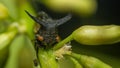 Macro of Strange treehopper is small bug in nature