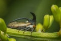 Macro of Strange treehopper is small bug in nature Royalty Free Stock Photo