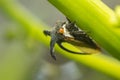 Macro of Strange treehopper is small bug in nature Royalty Free Stock Photo