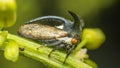 Macro of Strange treehopper is small bug in nature Royalty Free Stock Photo