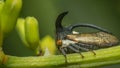 Macro of Strange treehopper is small bug in nature Royalty Free Stock Photo