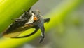 Macro of Strange treehopper is small bug in nature Royalty Free Stock Photo