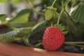 Macro strawberries growing inside pot two berries Royalty Free Stock Photo