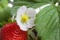 Macro of a strawberry bush plant