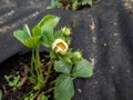 Macro of strawberry flower on a green strawbery plant