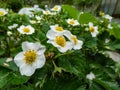 Macro of a strawberry flowers with detailed stamens (androecium) arranged in a circle and surrounded by white petals