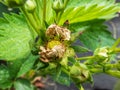 Macro of strawberry plant flower starting to form a small green fruit with blurred background in garden Royalty Free Stock Photo