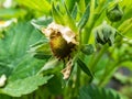 Macro of strawberry plant flower starting to form a small green fruit with blurred background in garden Royalty Free Stock Photo