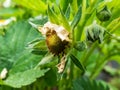 Macro of strawberry plant flower starting to form a small green fruit with blurred background in garden Royalty Free Stock Photo