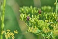 Macro striped bug on a green plant