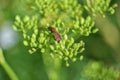 Macro striped bug on a green plant