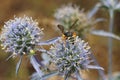 Macro striped Caucasian wasp Ammatomus rogenhoferi sitting on a