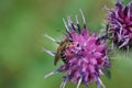 Macro of a striped and fluffy Caucasian bee of the genus Melitta on a burdock flower