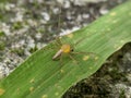 Macro of striped lynx spider on green leaves