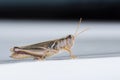 Macro of a Striped Sand Grasshopper Melanoplus foedus