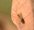 Macro Striped Shield Bug Or Stink Bug