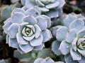 Macro succulent Cactus plant ,Echeveria elegans ,Rose Cabbage ,thick-leaved rosettes ,Echeveria Apus Royalty Free Stock Photo