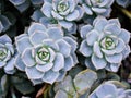 Macro succulent Cactus plant ,Echeveria elegans ,Rose Cabbage ,thick-leaved rosettes ,Echeveria Apus Royalty Free Stock Photo