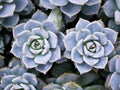 Macro succulent Cactus plant ,Echeveria elegans ,Rose Cabbage ,thick-leaved rosettes ,Echeveria Apus Royalty Free Stock Photo