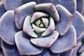 Macro succulent Cactus plant ,Echeveria elegans ,Rose Cabbage ,thick-leaved rosettes ,Echeveria Apus ,Shaped rose petals ,family C Royalty Free Stock Photo