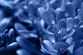 Macro succulent colored in clasic blue color of 2020