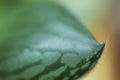 Macro of succulent leaf texture pattern