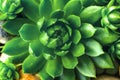 Macro of the succulent. Meaty juicy green succulent petals