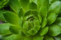 Macro of the succulent. Meaty juicy green succulent petals Royalty Free Stock Photo