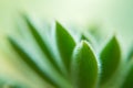 Macro of a Succulent plant