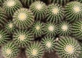 Macro of succulent plant